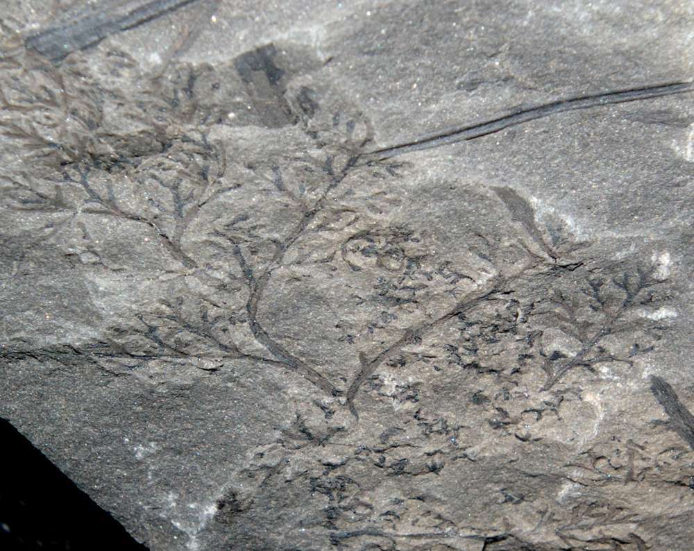 Diplotmema