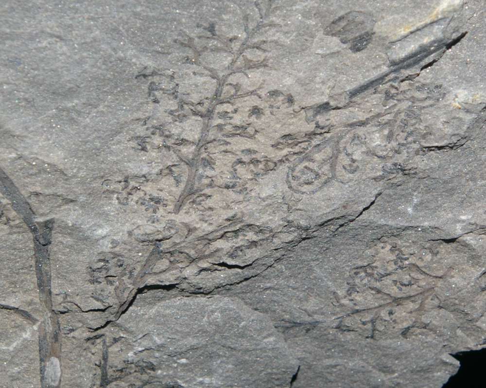 Diplotmema