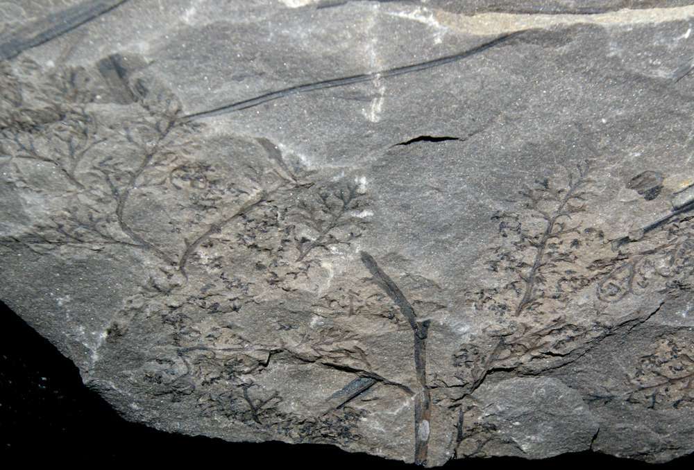 Diplotmema