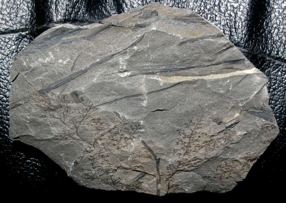 Diplotmema