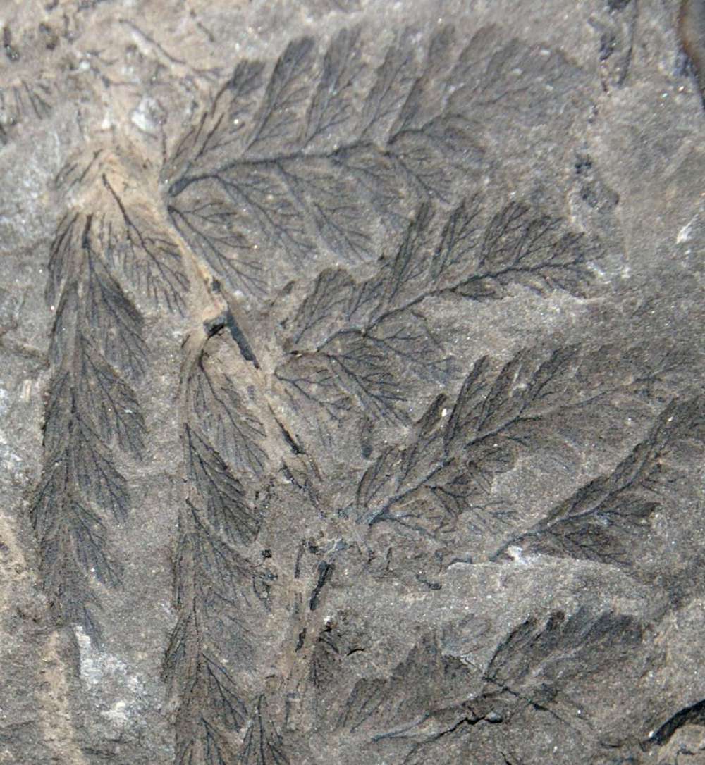 Sphenopteris