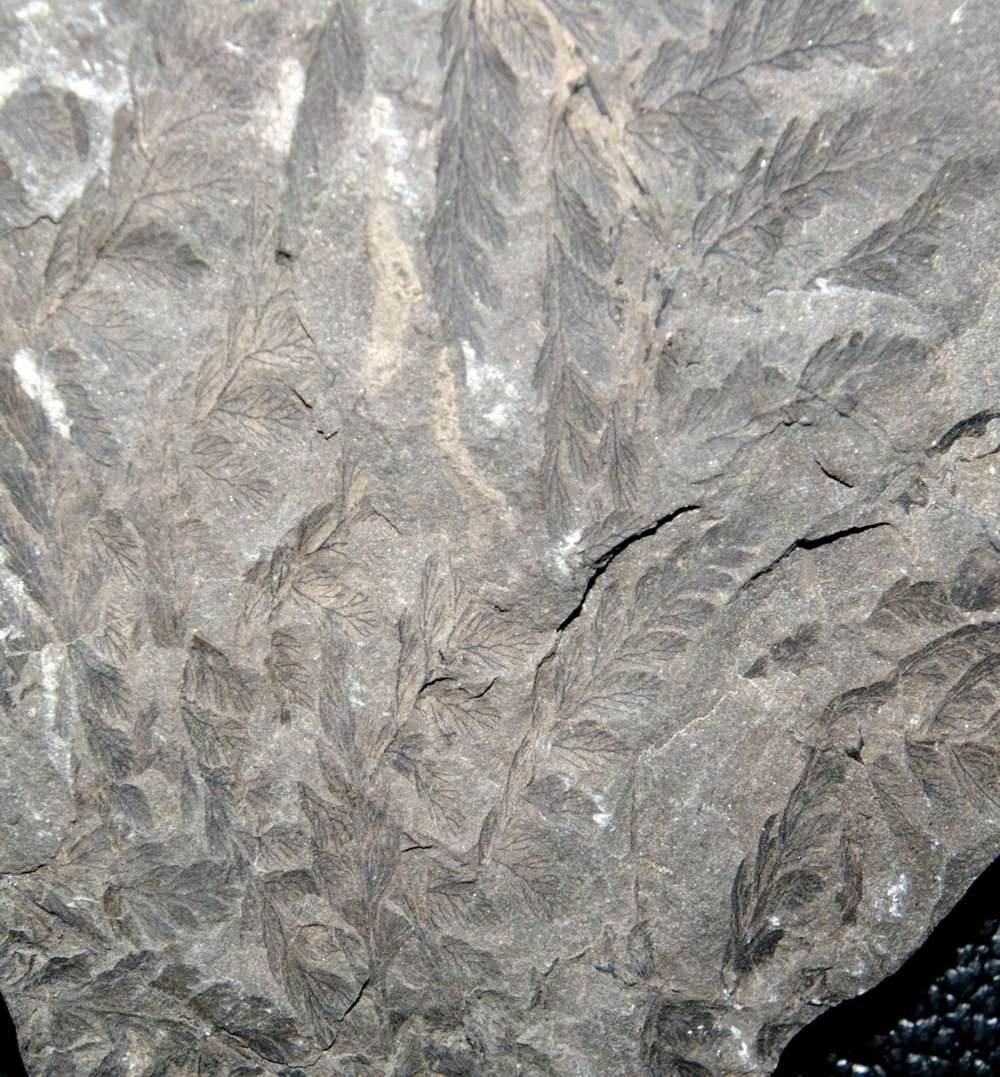 Sphenopteris