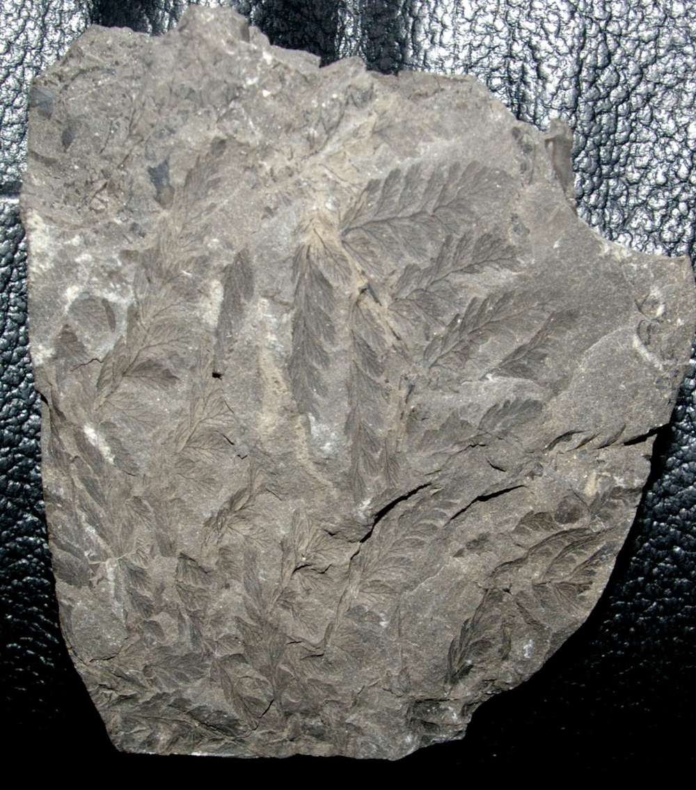 Sphenopteris