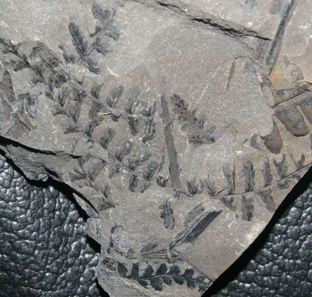 Sphenopteris