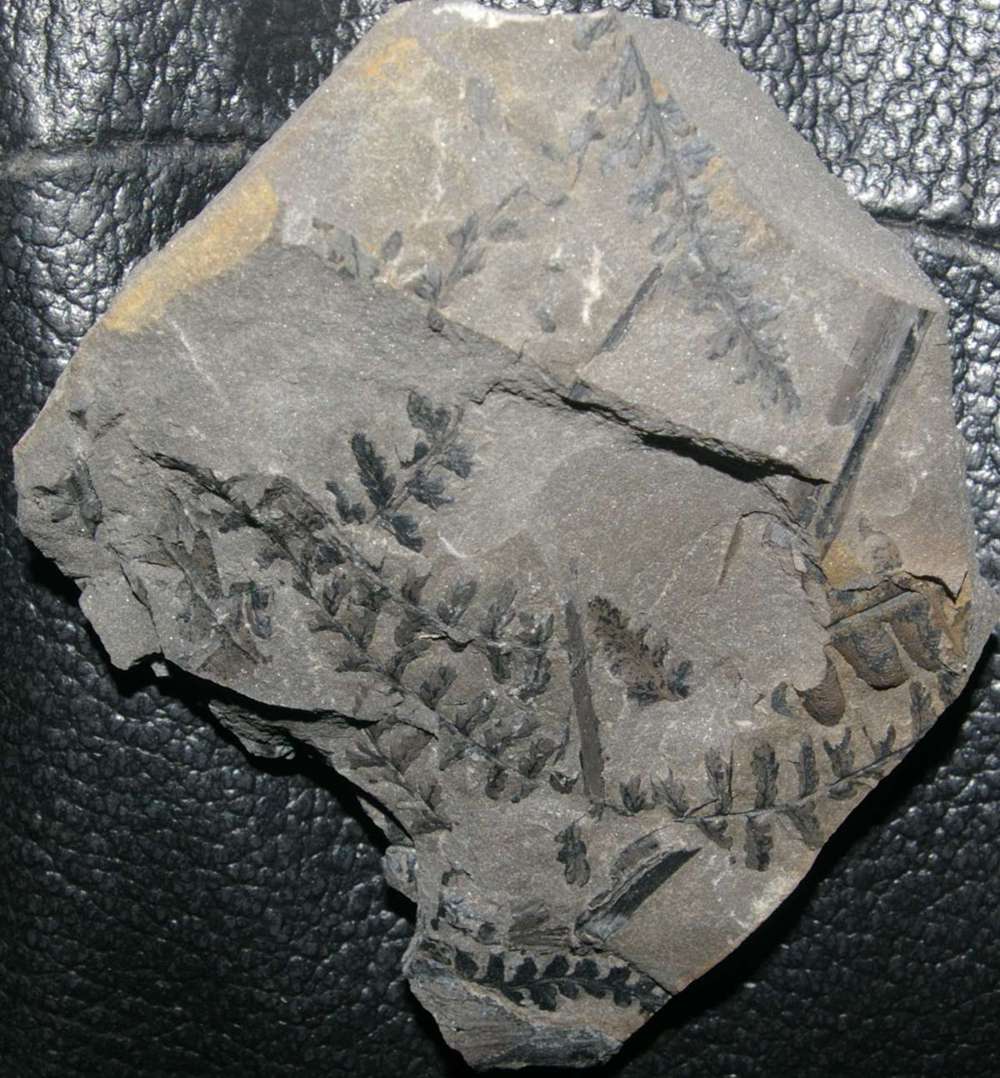 Sphenopteris