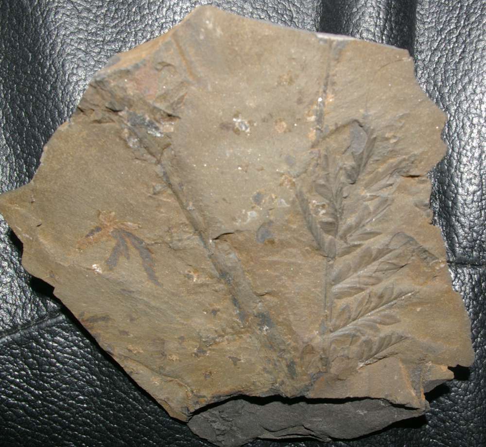 Mariopteris nervosa