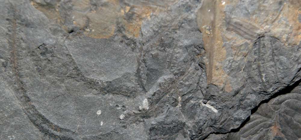 fossil fertile organ