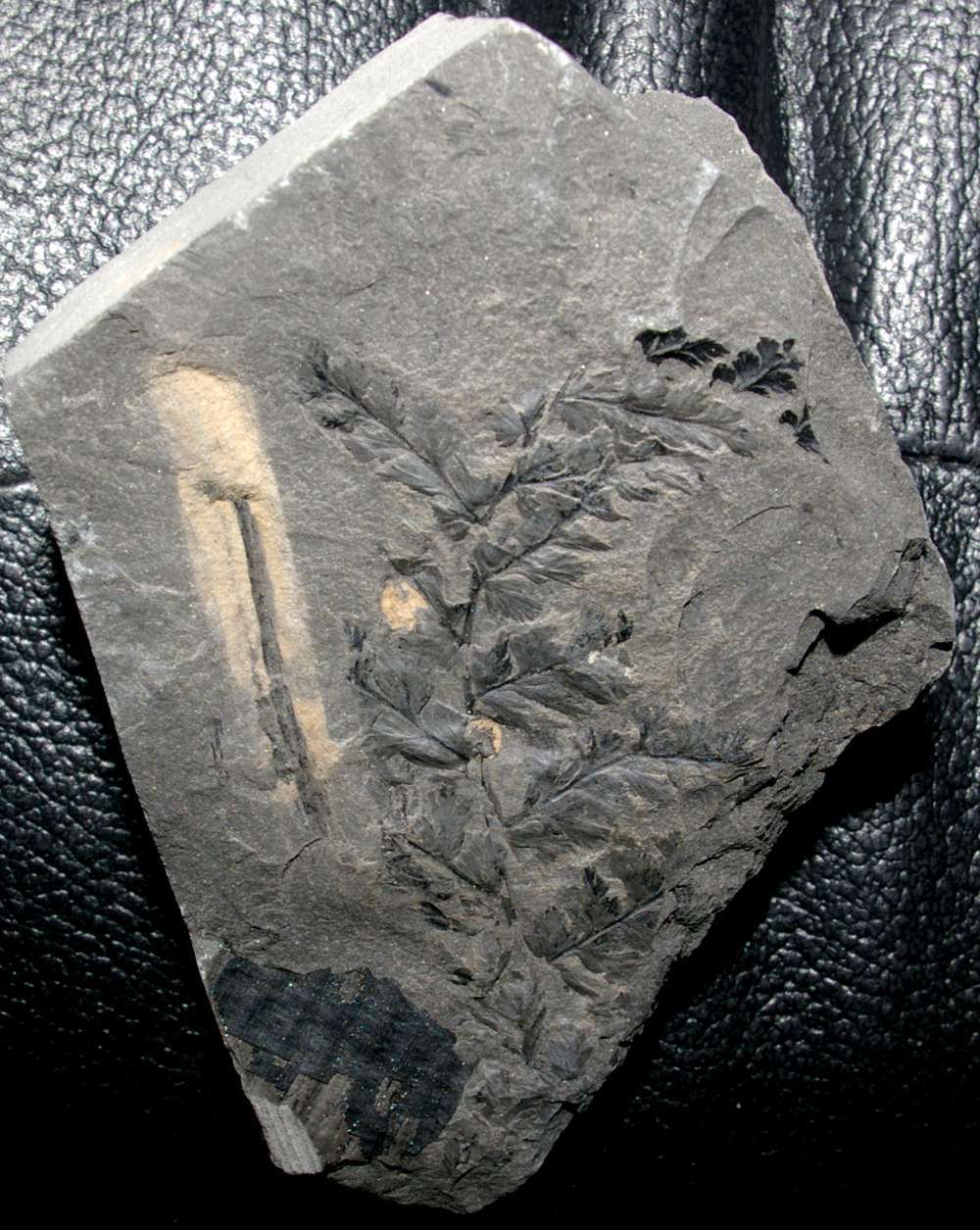 Urnatopteris