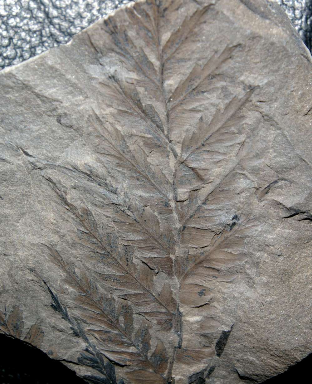 Urnatopteris