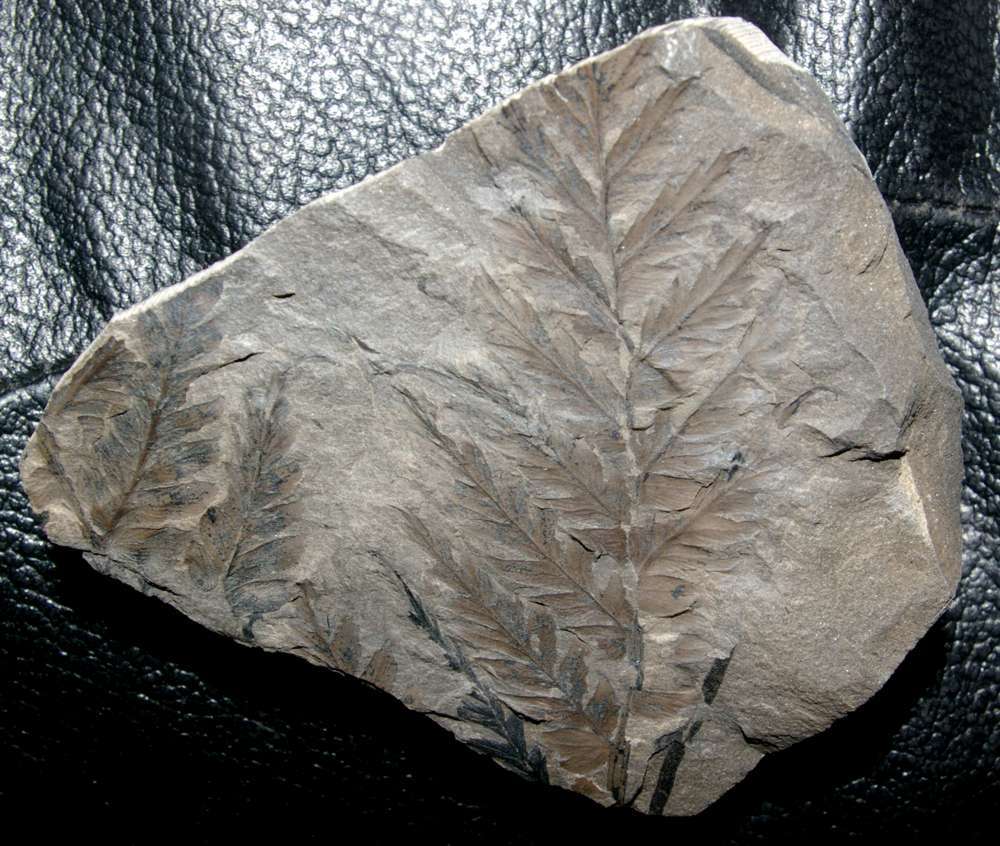 Urnatopteris