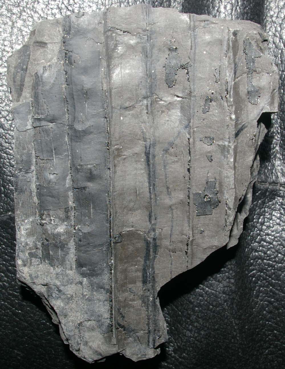 Sigillaria