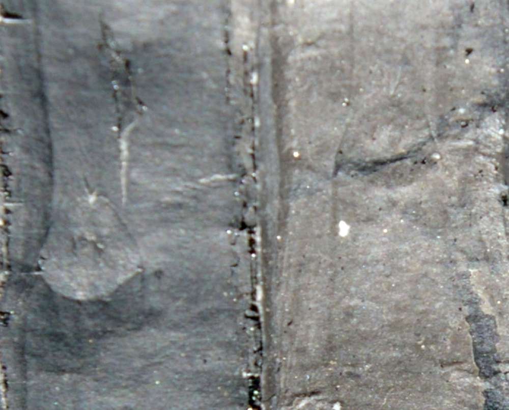 Sigillaria