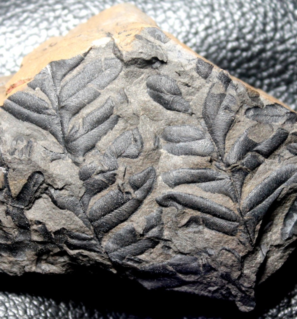 Alethopteris valida