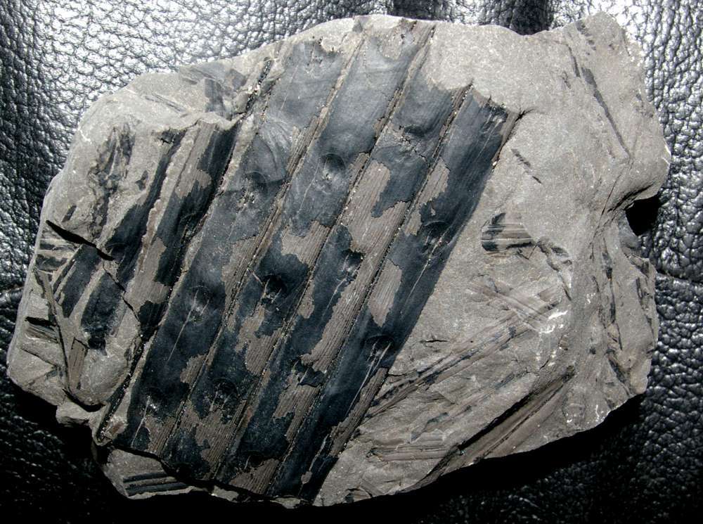 Sigillaria