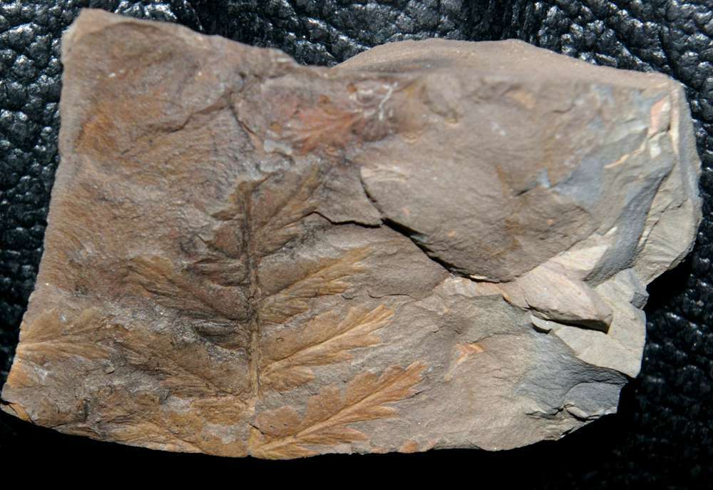 Carboniferous plants