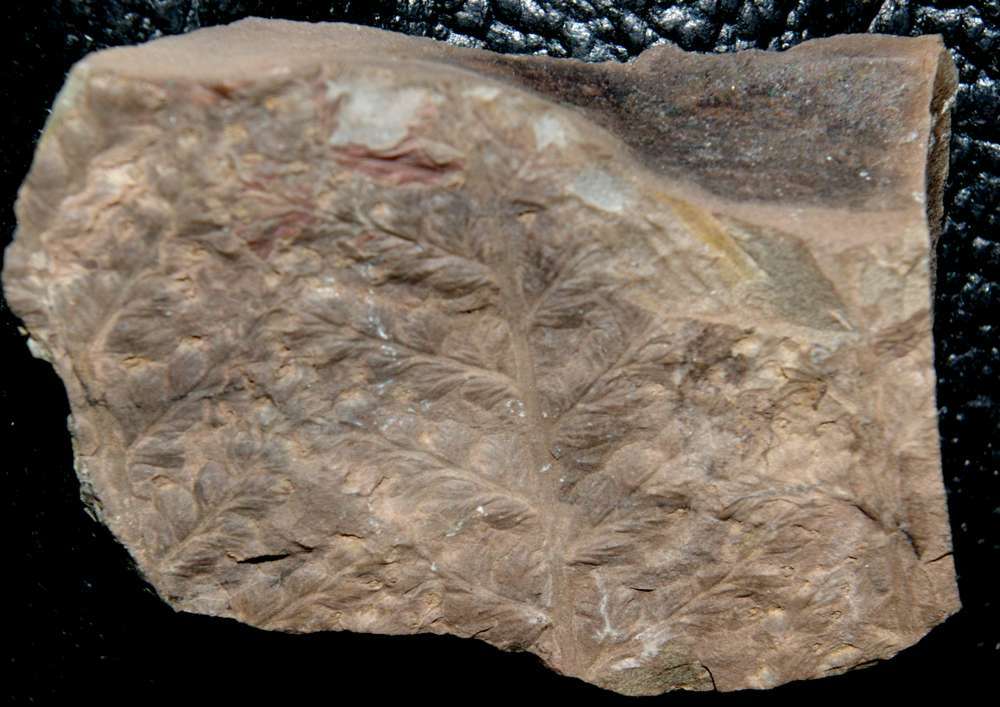 Carboniferous plants