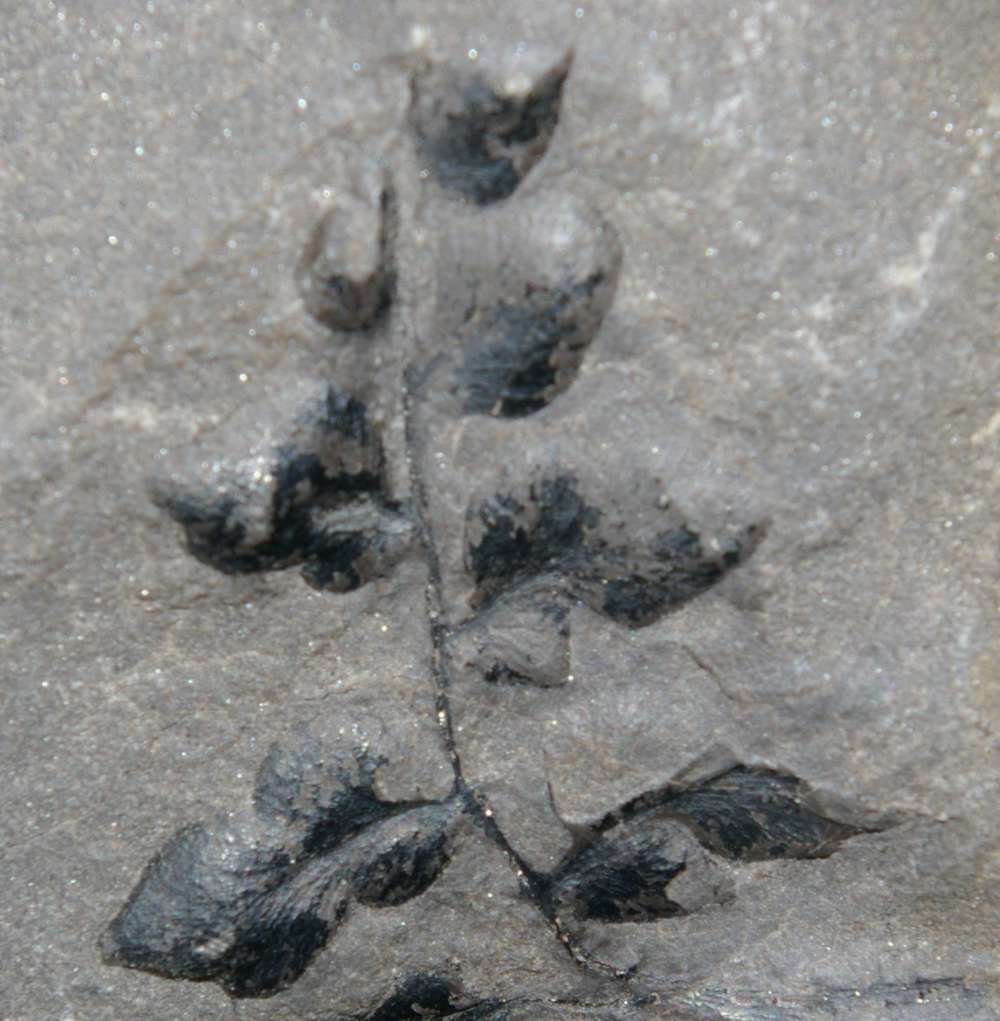 Carboniferous plants