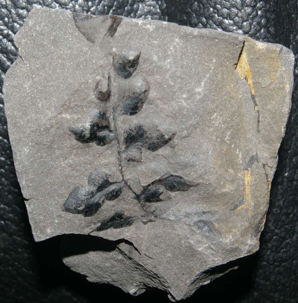Carboniferous plants