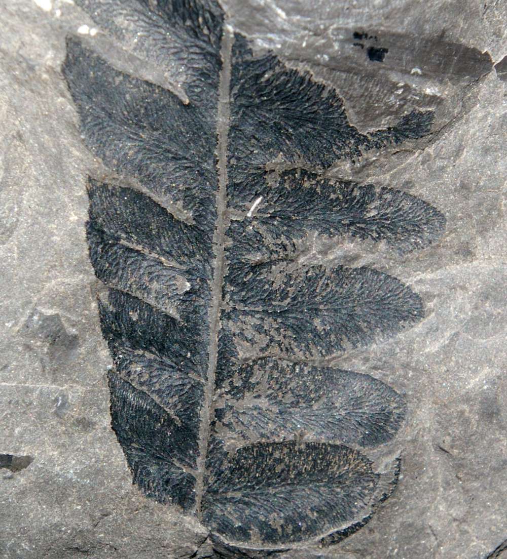 Lonchopteris rugosa