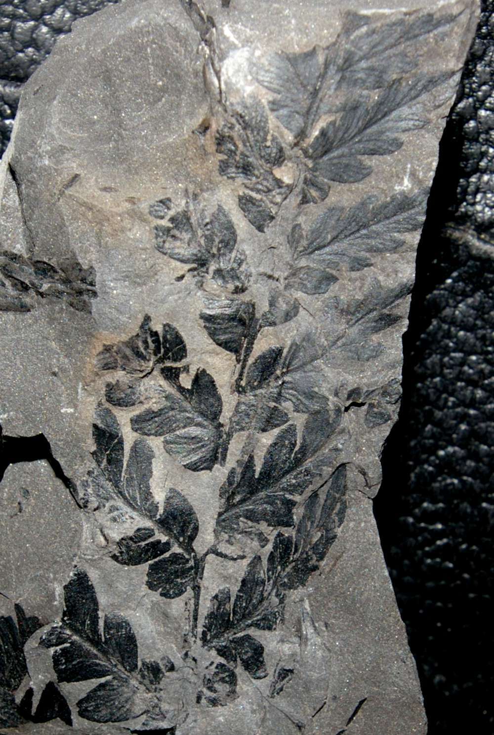 Mariopteris muricata