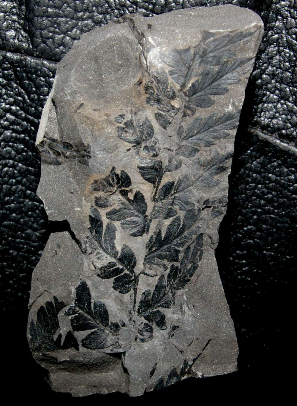 Mariopteris muricata