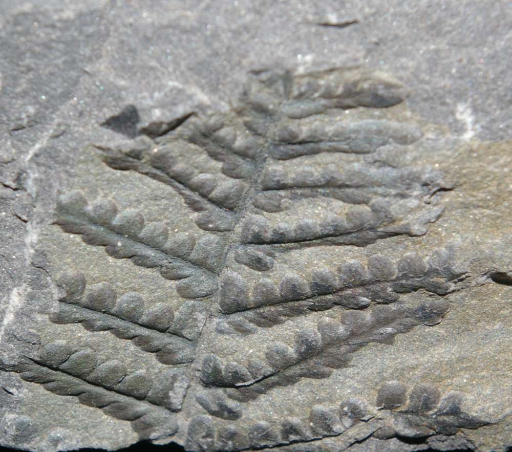 Pecopteris Asterotheca miltoni