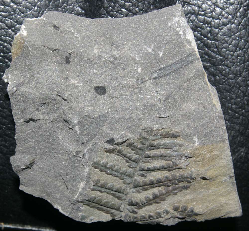 Pecopteris miltoni