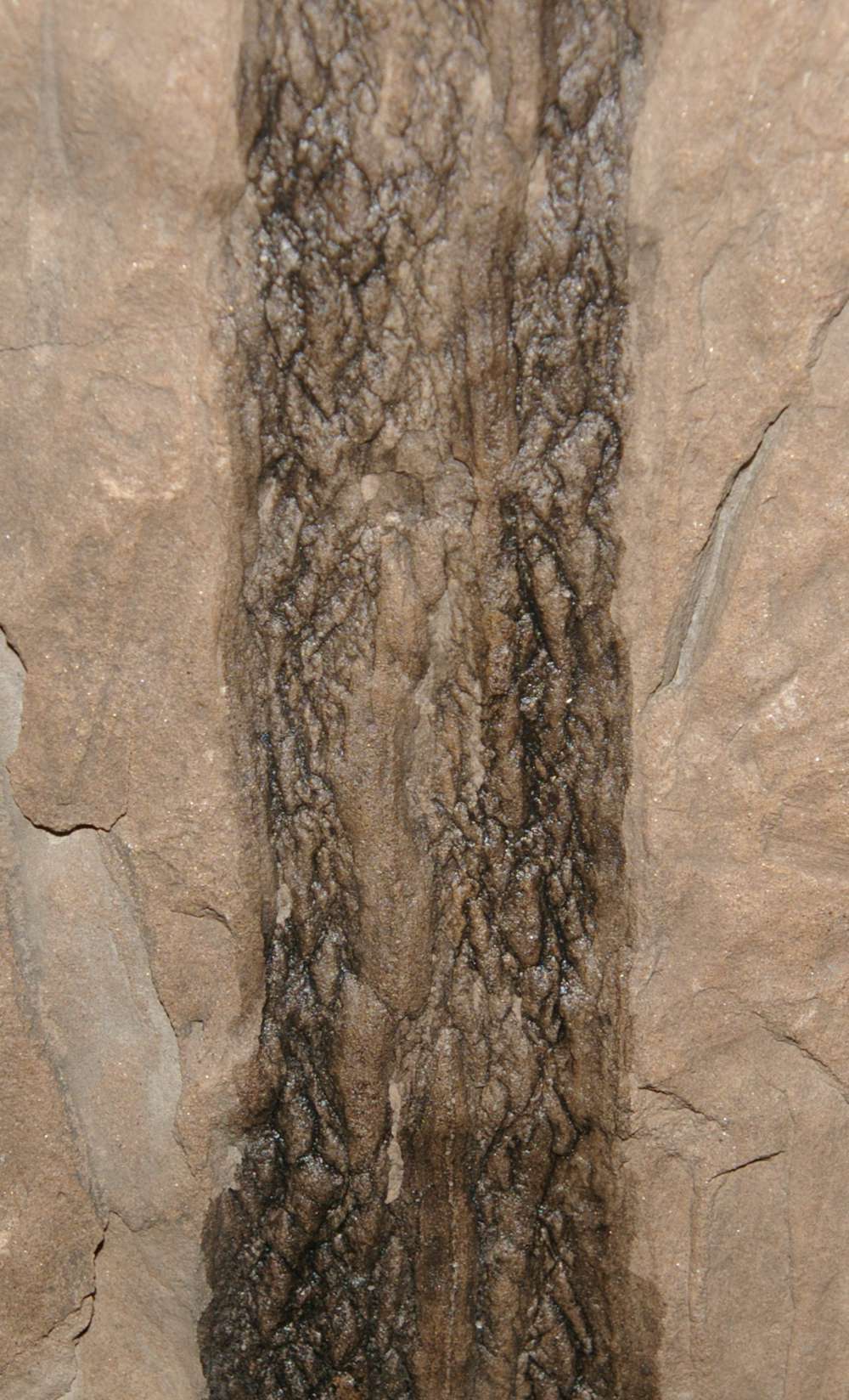 Ulodendron