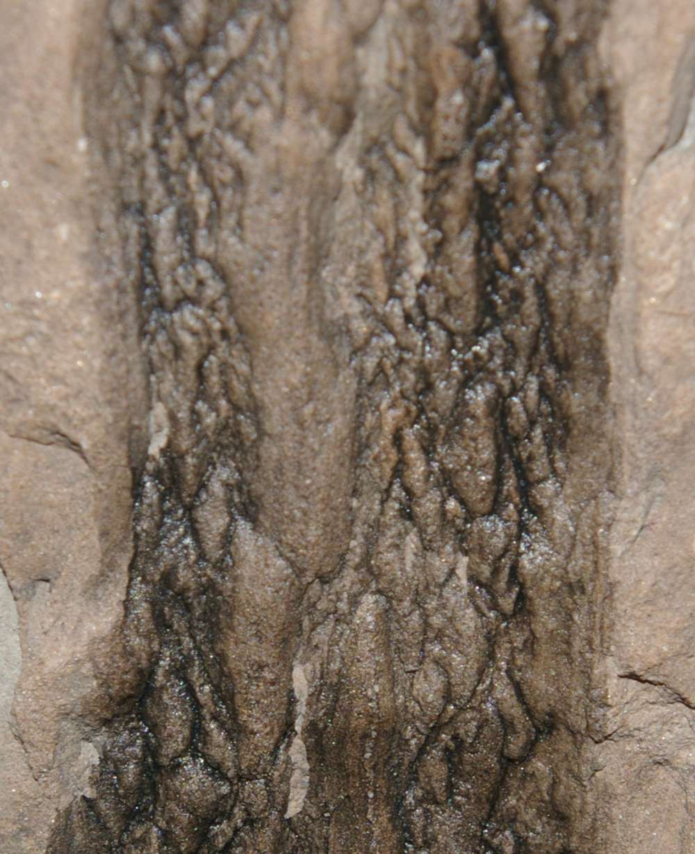 Ulodendron