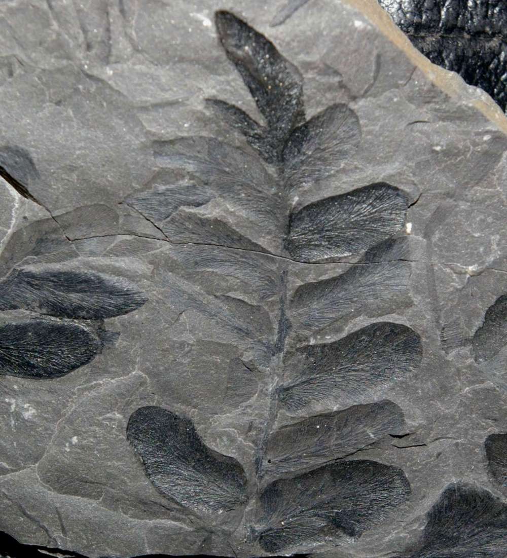 Neuropteris ovata