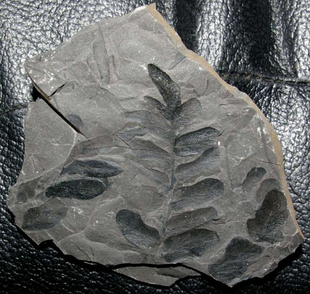 Neuropteris ovata