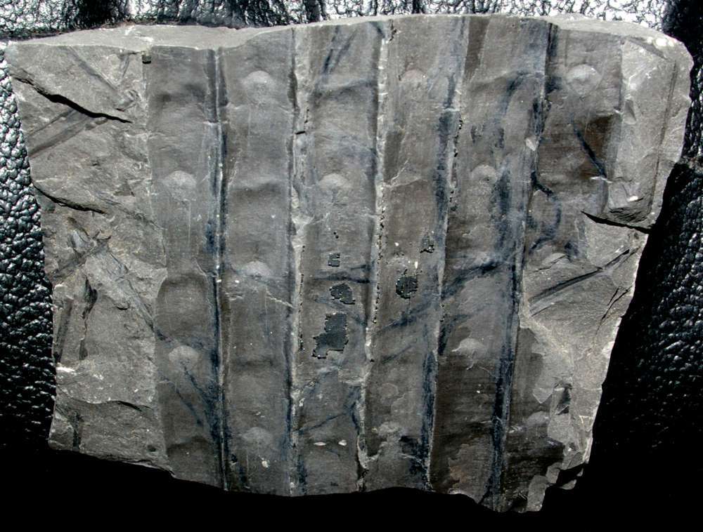 Sigillaria micaudi