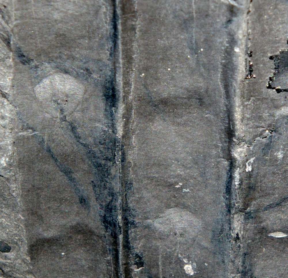 Sigillaria micaudi