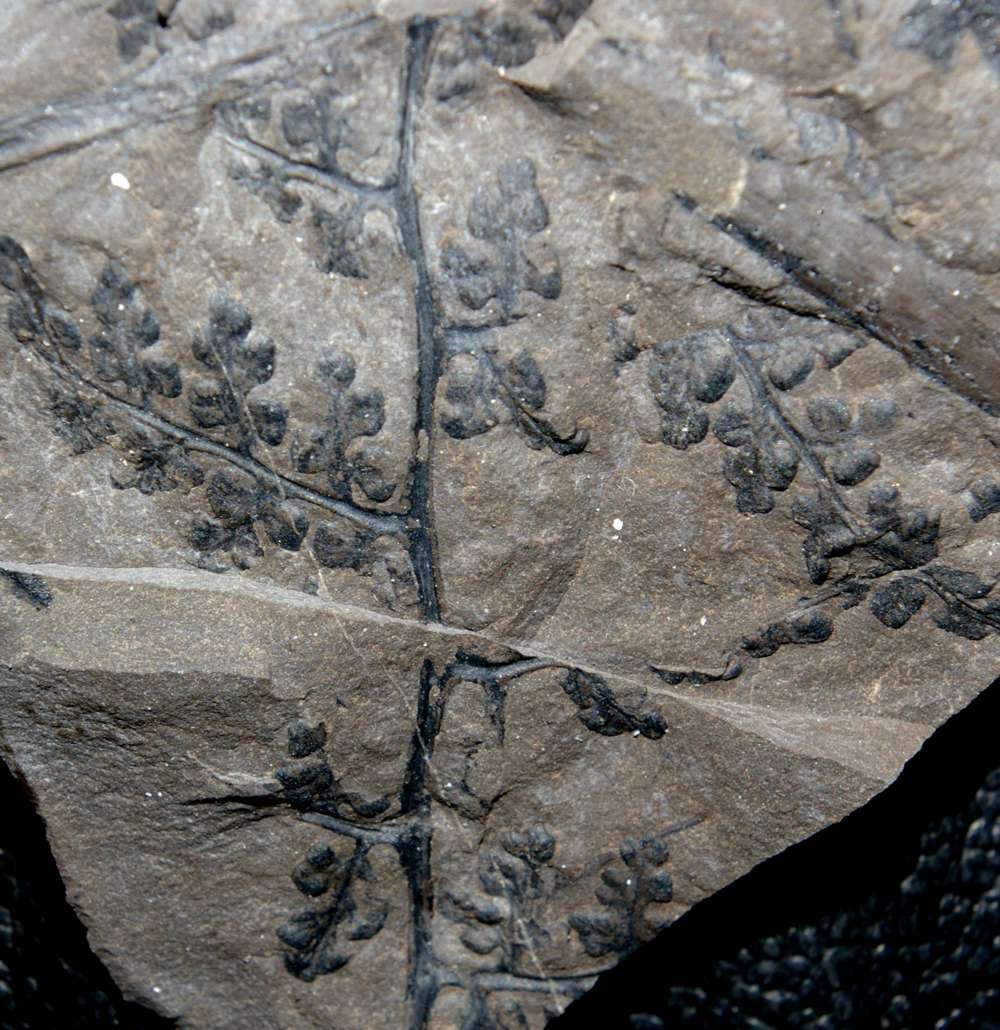 Sphenopteris hollandica