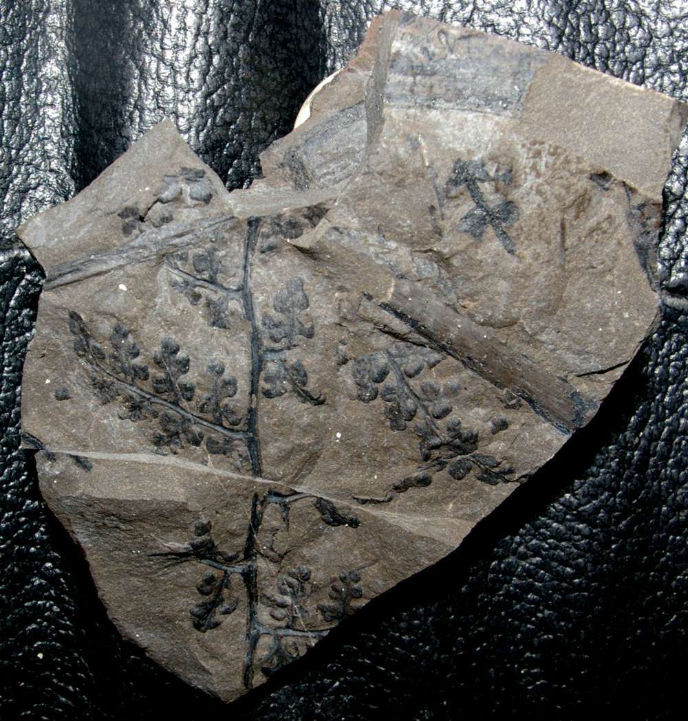 Sphenopteris hollandica