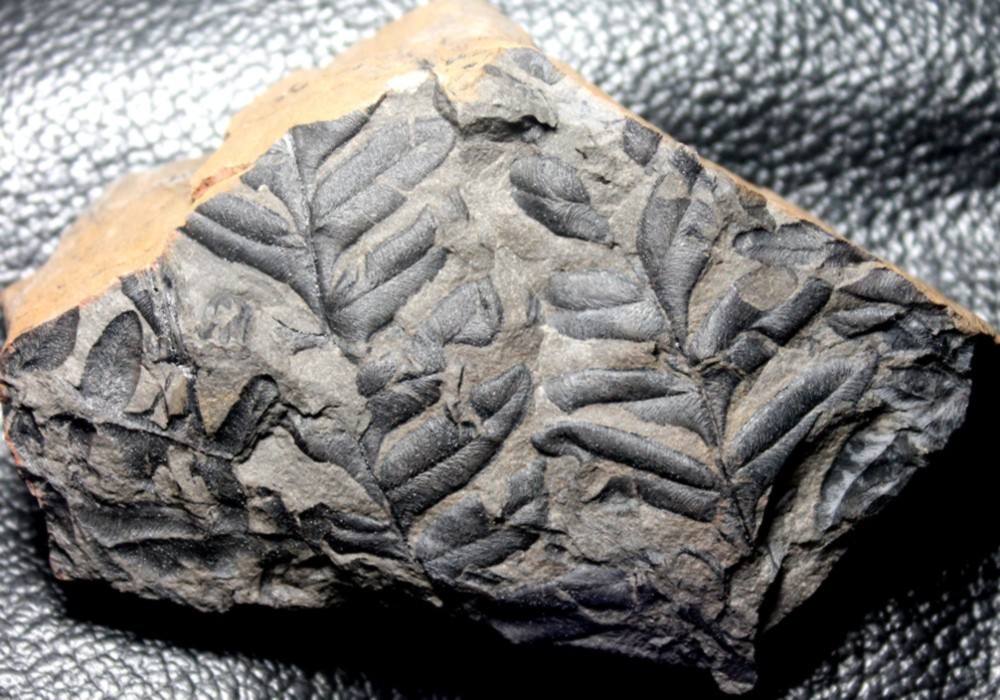 Alethopteris valida