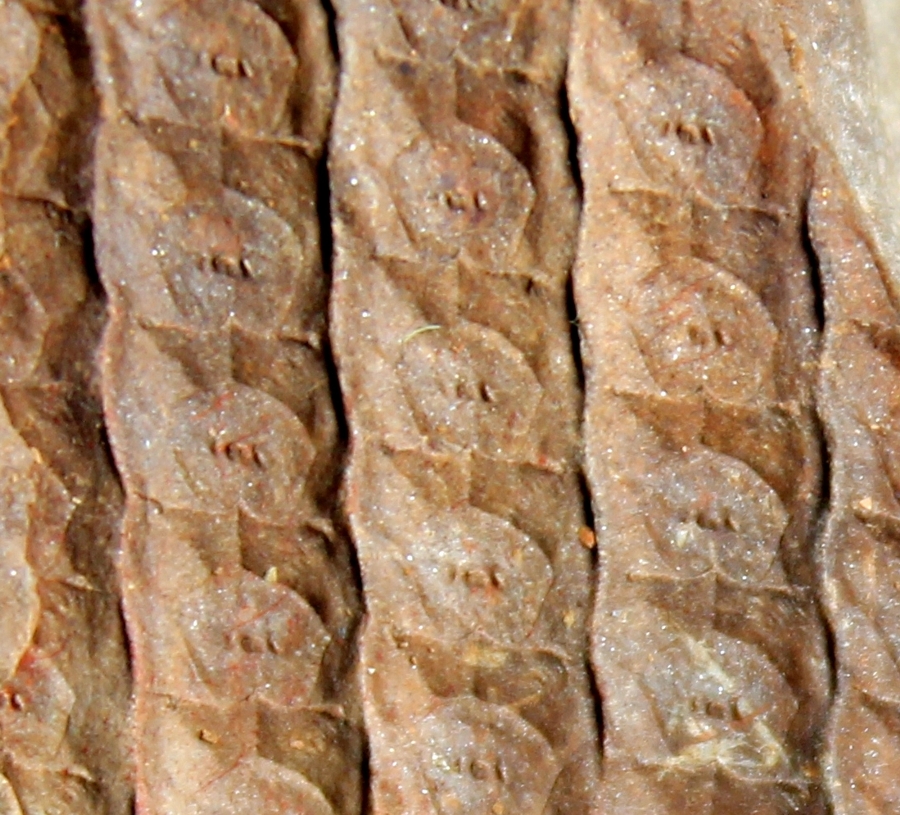 Sigillaria cancriformis