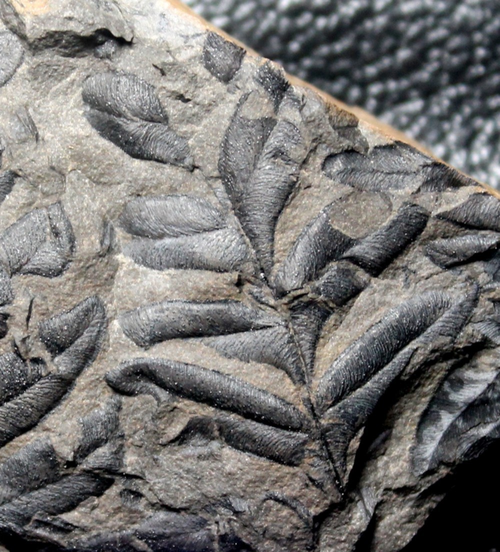 Carboniferous fossil plant