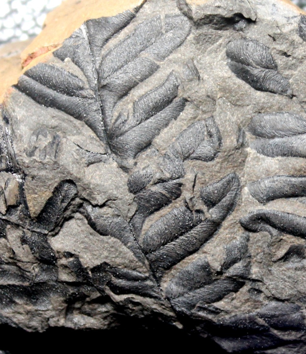Carboniferous fossil plant