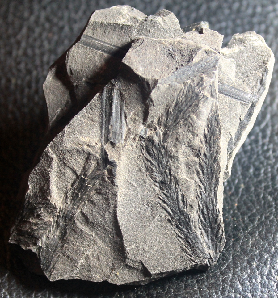   Bothrodendron minutifolium