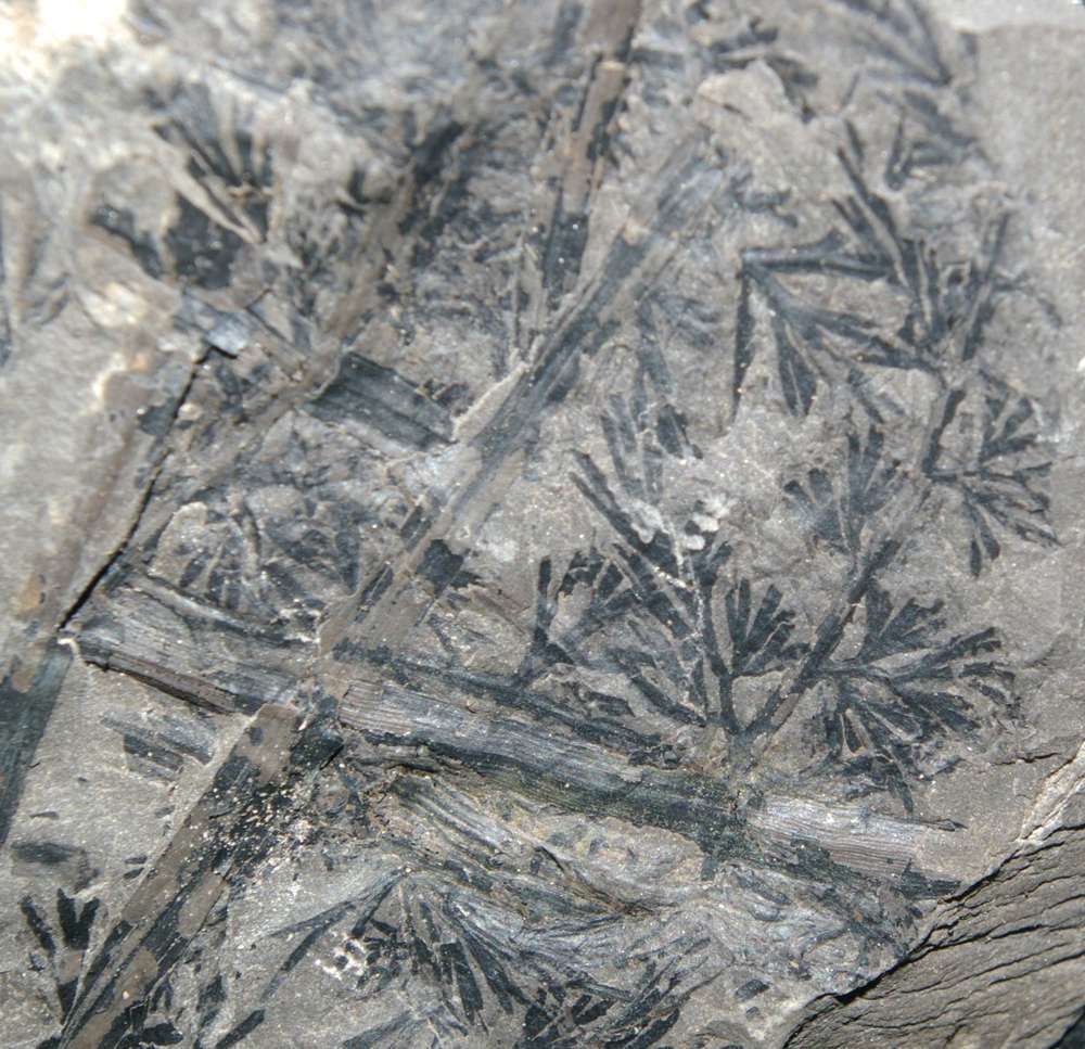 Heterangium
