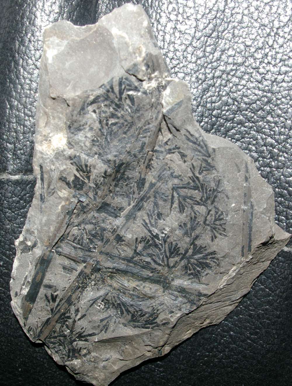 Heterangium