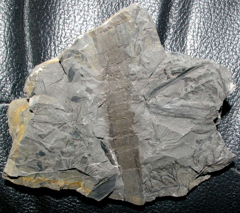 Calamitina goepperti