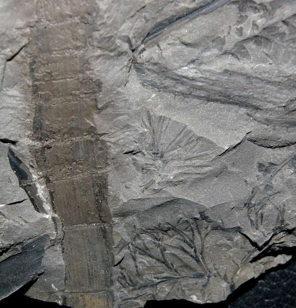 Calamitina goepperti