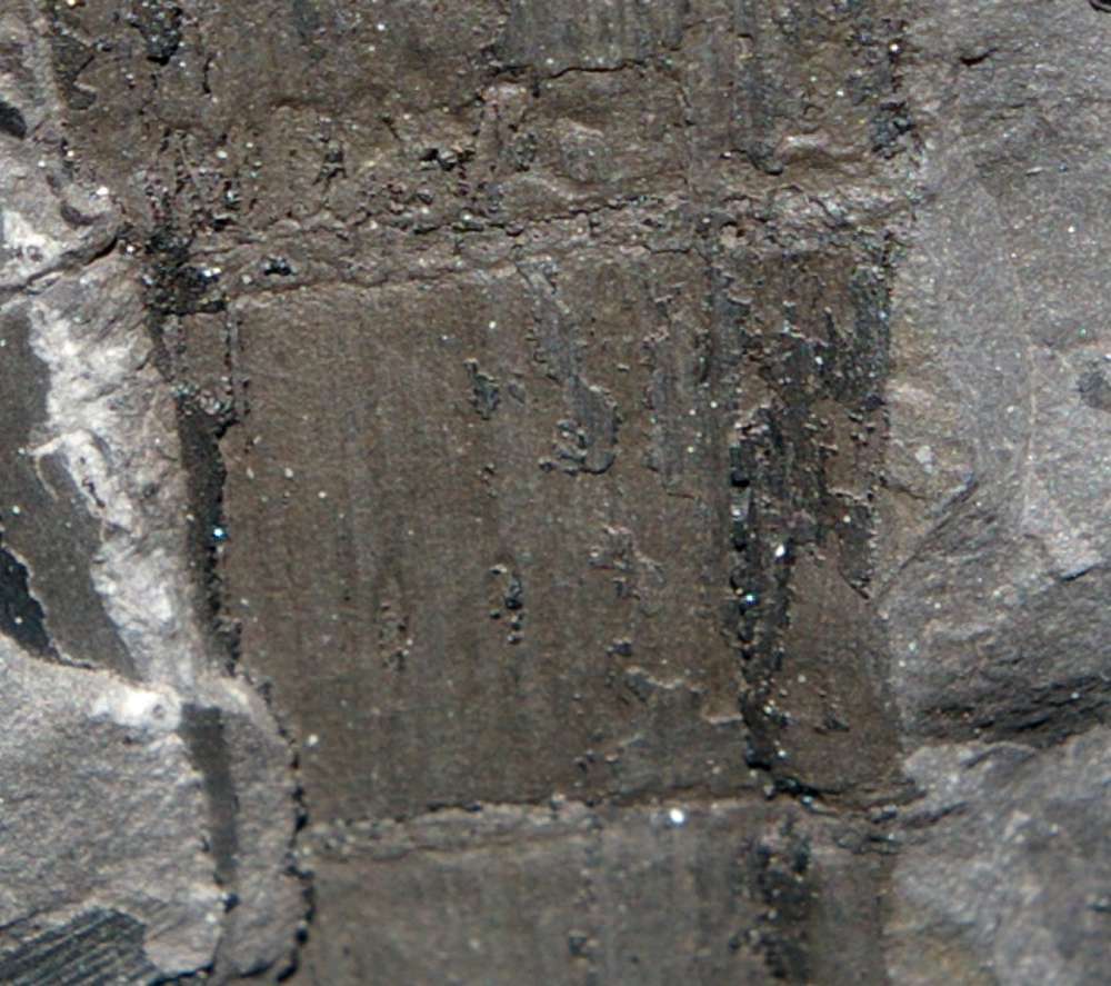 Calamitina goepperti