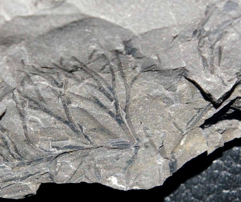 Rhodeopteridium