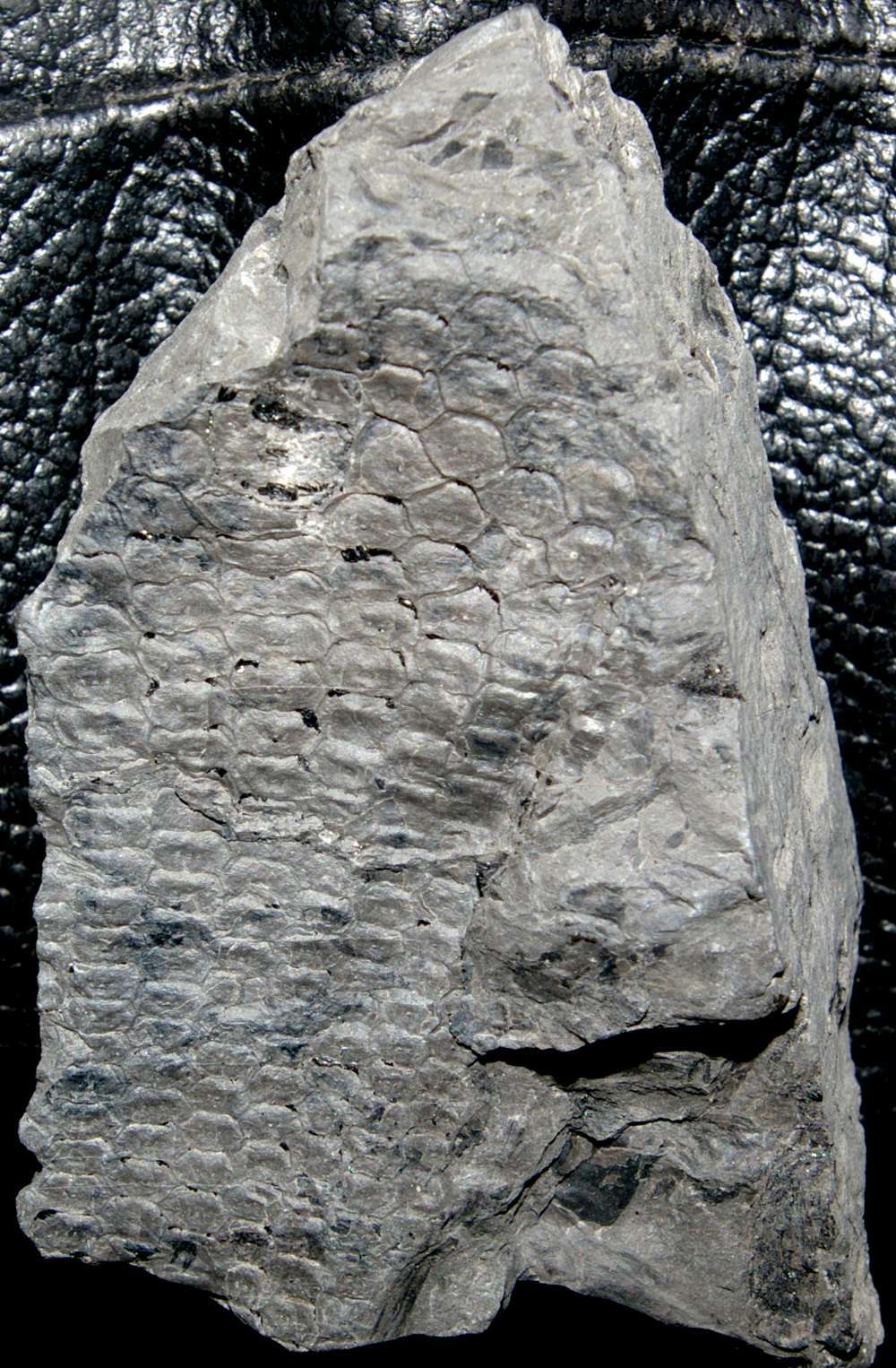 Sigillaria elegans