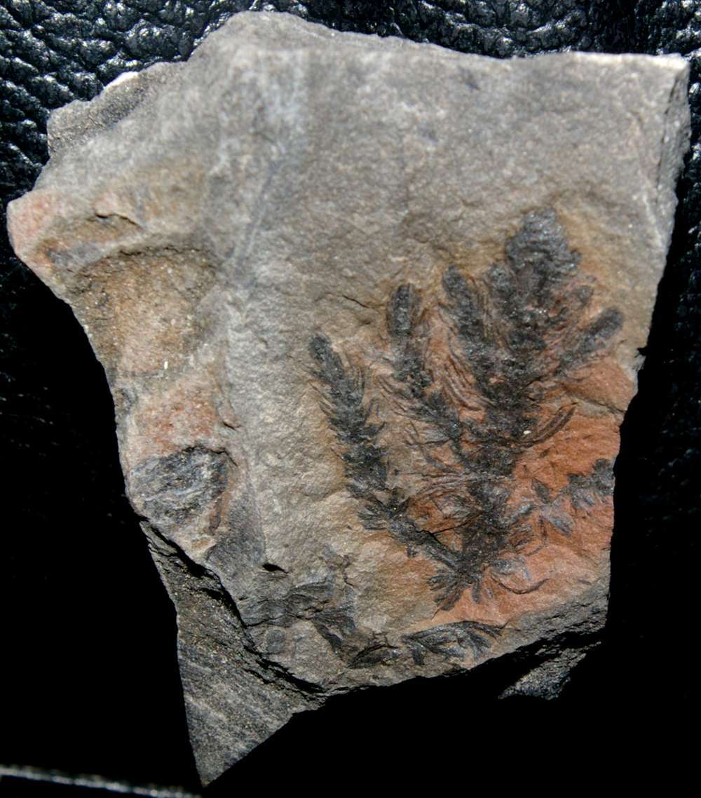 fossil calamite cone