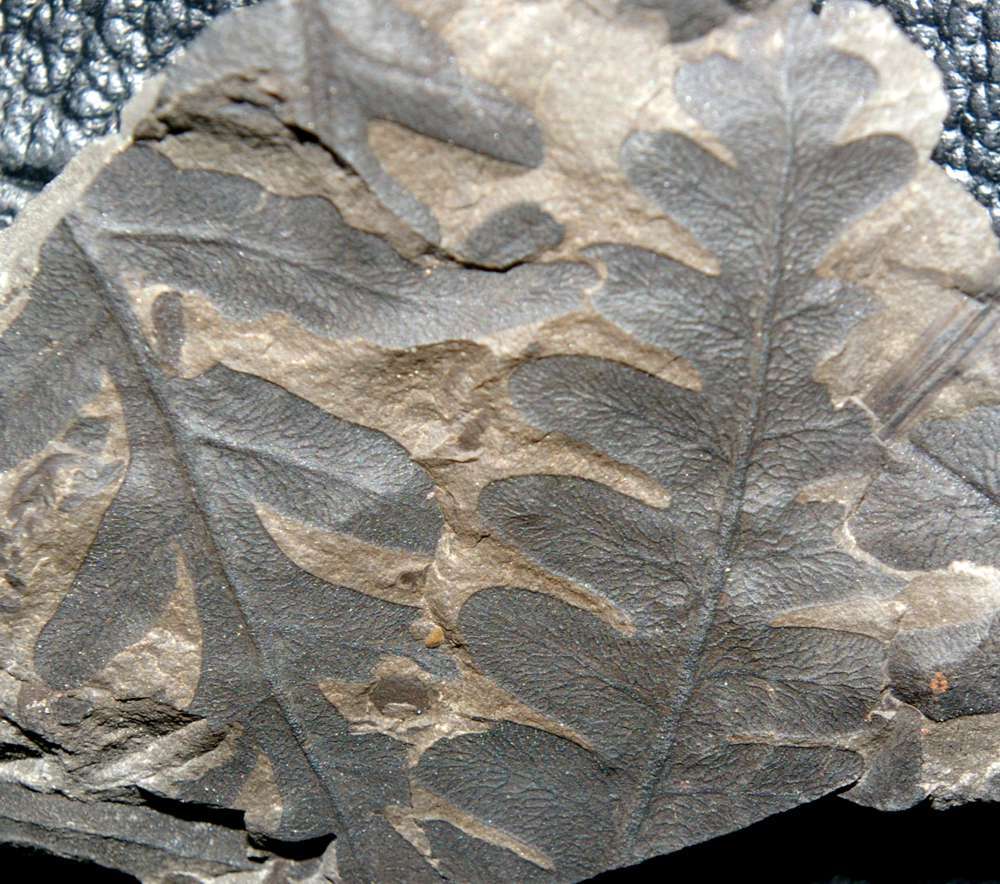 Lonchopteris rugosa