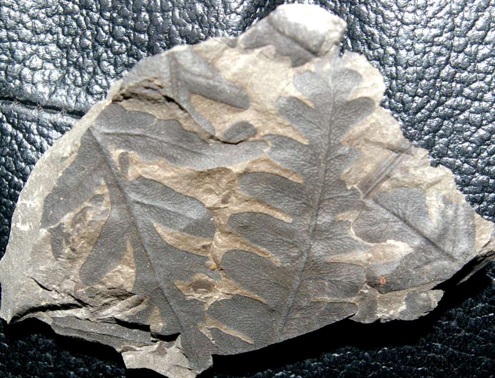 Lonchopteris rugosa